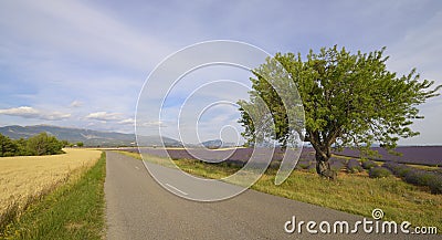 Road in the middle of fields Stock Photo