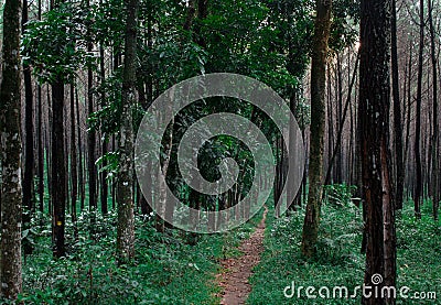 road in the middle of a pine forest Stock Photo