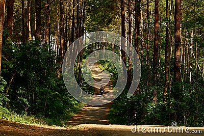 Road in the middle of a pine tree Stock Photo