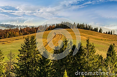 Road in the mountains leading to the pine forest Stock Photo