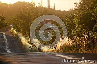 road near the field at sunset Stock Photo