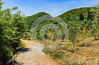 Road through olive fields near Kalamata Stock Photo