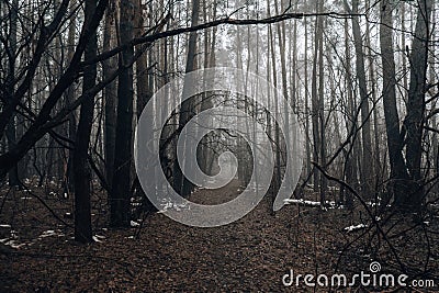 Road passing through scary mysterious forest with green light in fog in winter. Nature misty landscape. Scary halloween Stock Photo