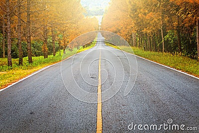 Road passthrough autumn forest, long road in forest Stock Photo
