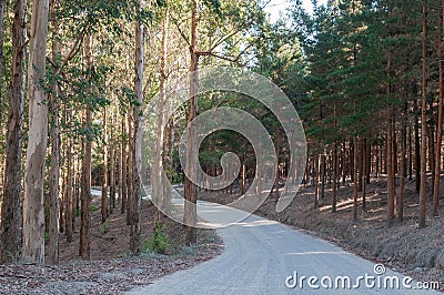 Road through pine and eucalyptus plantations Stock Photo