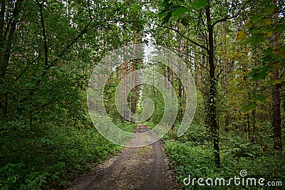 Road. Pine forest. Mixed forest with deciduous trees. Green grass. Summer foggy Stock Photo