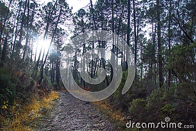 road in a pine forest in winter, the rays of the sun break through the crowns of pines Stock Photo