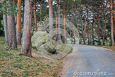 Road in Pine Park Stock Photo