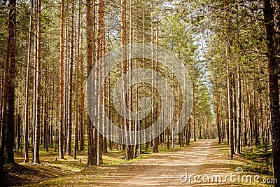 Road at a pine tree forest.Forest path sunlight scene. Deep forest trail view. Forest trail landscape. Forest trail Stock Photo