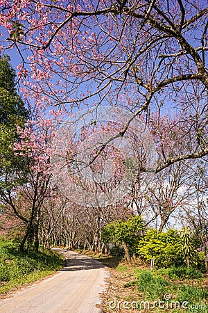 A road with pink Sakura trees under clear blue sky Stock Photo