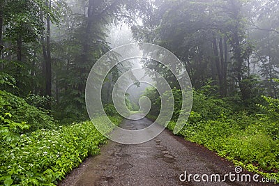 Road through a rainy and foggy forest Stock Photo