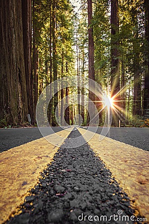 Road in Redwood Forest, California Stock Photo