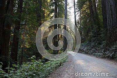 Road Redwood National Park Stock Photo