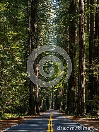 Road Through Redwoods, Avenue of the Giants Stock Photo