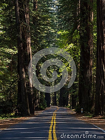 Road Through Redwoods, Avenue of the Giants Stock Photo