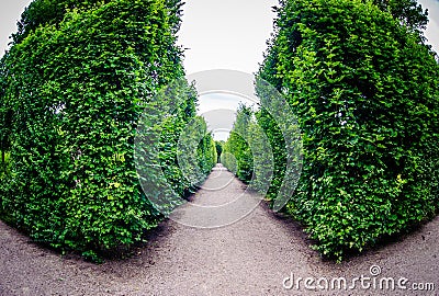 Road through row of green bushes Stock Photo