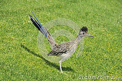 Road Runner Stock Photo