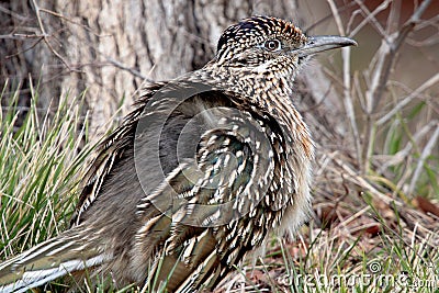 Road Runner Stock Photo