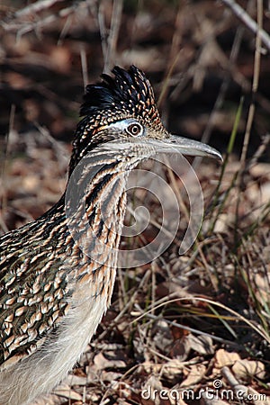 Road Runner Stock Photo