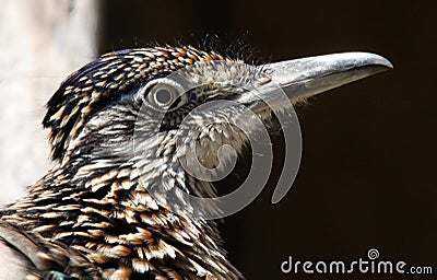 Road Runner Stock Photo