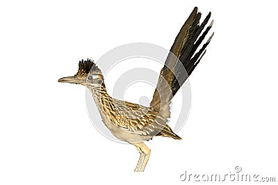 Road Runner Stock Photo