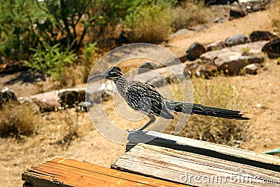 Road Runner Bird Stock Photo