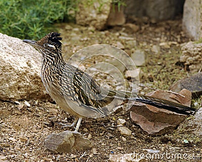 Road Runner Close Up Camoflauge Stock Photo