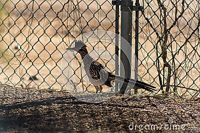 Road runner in shade near chained link fence with native foliage and plants with natural sunny grass background Stock Photo