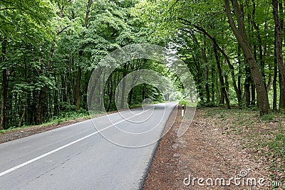 Road running through national park Fruska gora in Serbia Stock Photo