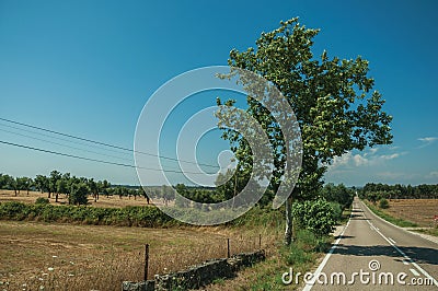 Road through rural landscape with farmed fields and tree Stock Photo