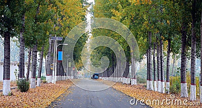 Road scenery in autumn Stock Photo