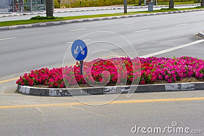 Road sign arrow. Fork junction traffic sign on road with flowerbed. Blue bifurcation sign with two arrows. Stock Photo