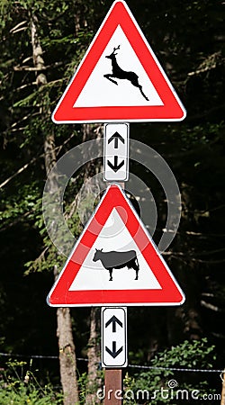 Road signs near the wood caution crossing animals cow Stock Photo