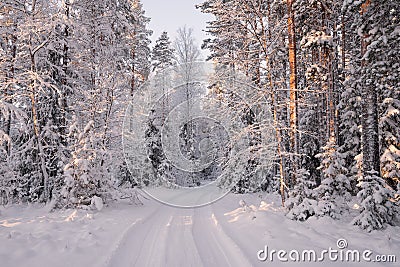 Road Among Snow Covered Trees In The Winter Forest. Winter Forest Landscape . Beautiful Winter Morning In A Snow-Covered Pine Fore Stock Photo