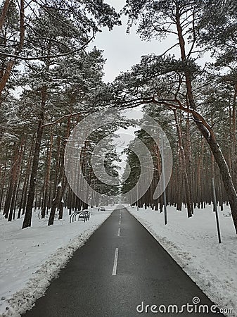 road snow Lithuania Baltics winter cold trees woods Stock Photo