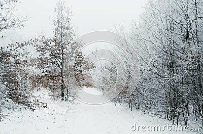 Road in winter forest clearing Stock Photo