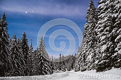 Road through a snowy mountain with pines Stock Photo