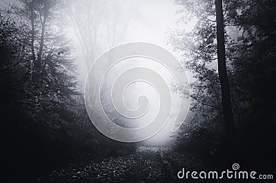 Road through spooky haunted forest with blue fog Stock Photo