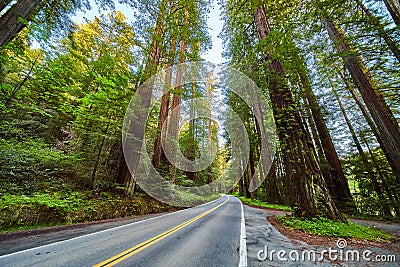 Road through stunning Redwoods Avenue of Giants Stock Photo