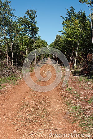 Road in subtropical forest Stock Photo