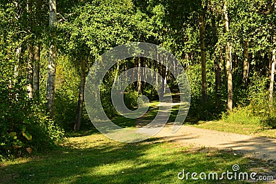 The road in the summer birch forest. Stock Photo