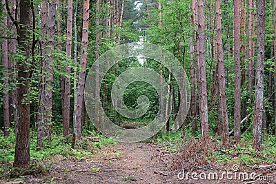 The road is surrounded by very tall and shady trees. Pine forest. Forest road as a green tunnel Stock Photo