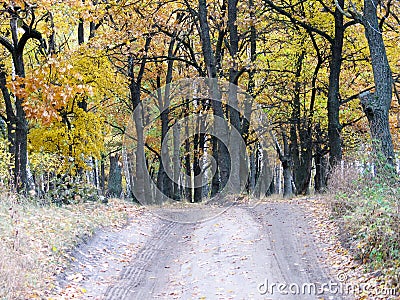 Road to the autumn forest Stock Photo