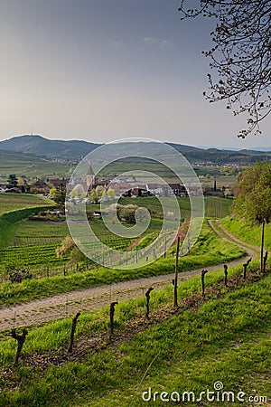 Road to Burkheim am Kaiserstuhl in an early spring morning Stock Photo