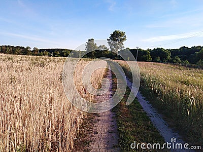 The road to the field. Summer time. Landscape Stock Photo