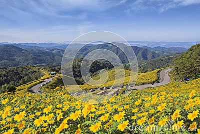 The road to the field of yellow Mexican Sunflower Weed on the mo Stock Photo