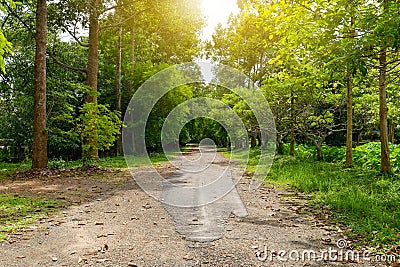 Road to the forest with many trees with warm light of sun Stock Photo