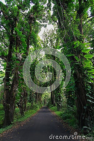 Road to Kalapana beach Stock Photo