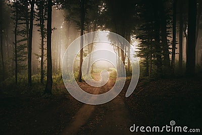 Road to the light in dark mysterious forest Stock Photo