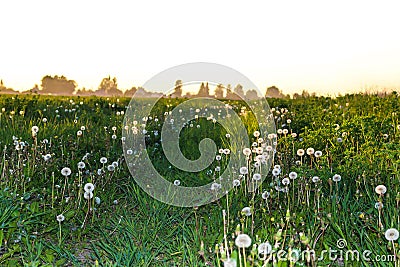 Road to the village in the middle of a field of dandelions at sunset Stock Photo